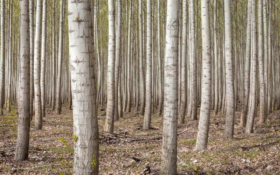 Silver Birch Forest