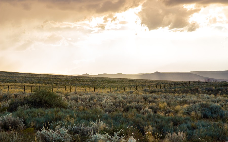 Skyward Elegance: Golden Fields Under a Dramatic Horizon