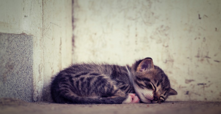 Sleeping Kitten