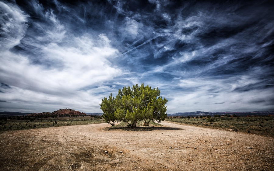 Solitary Tree in a Desert Oasis: Serenity Amidst the Valleys