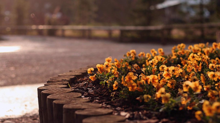 Sunlit Blooms: Golden Flowers in a Wooden Garden Border