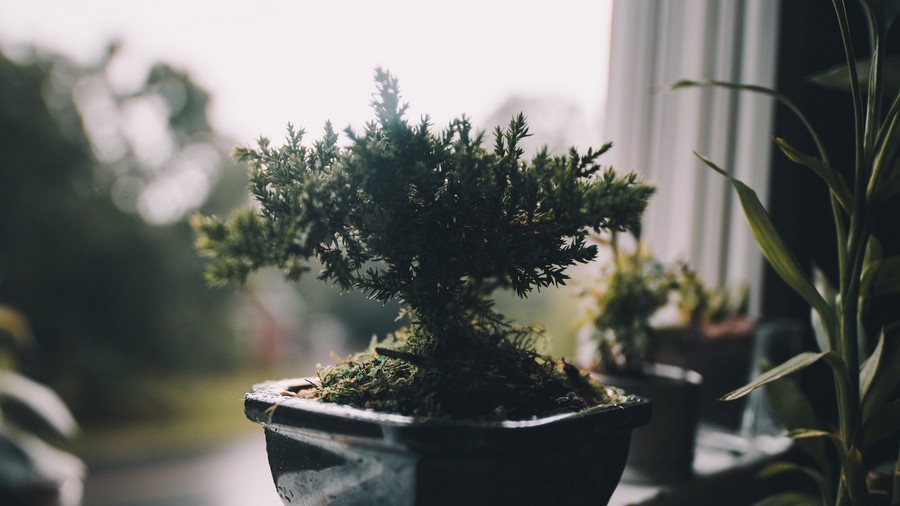 Tranquil Bonsai
