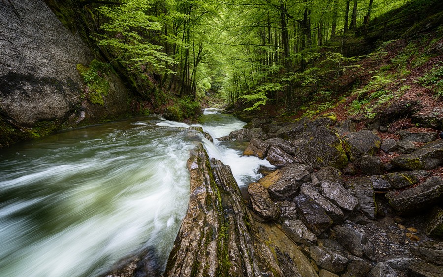 Tranquil Whispers: A Serene Forest Stream in Untouched Nature