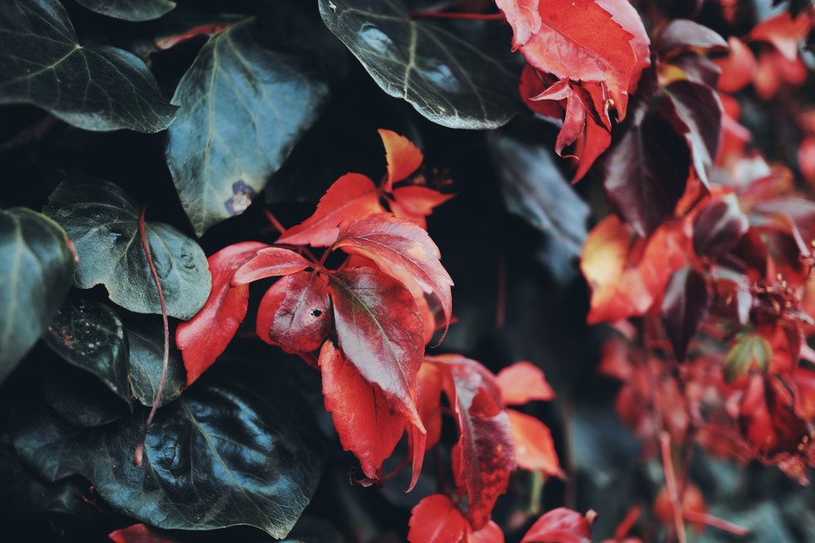Velvety Crimson & Onyx Foliage: A Dramatic Autumnal Contrast