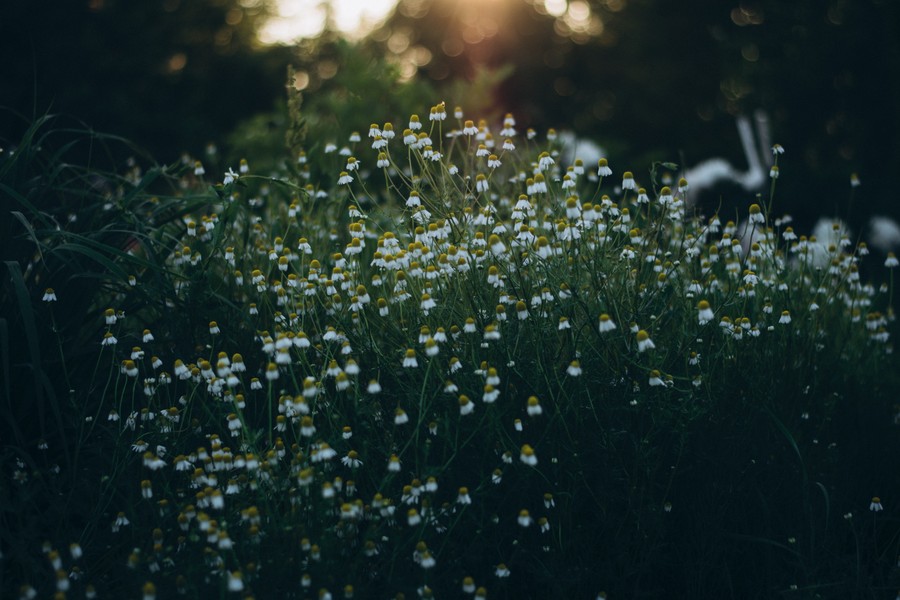 Whispers of Dawn: Ethereal Wildflowers in Soft Glow