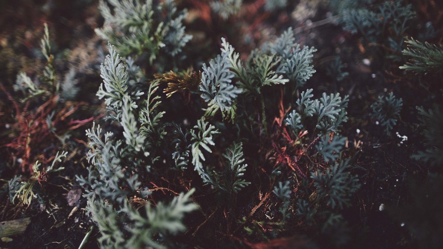 Whispers of Silvery Serenity: A Moonshine Garden's Enchanting Embrace