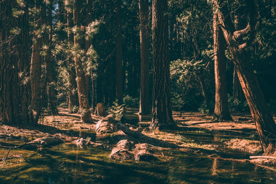 Whispers of the Forest Stream
