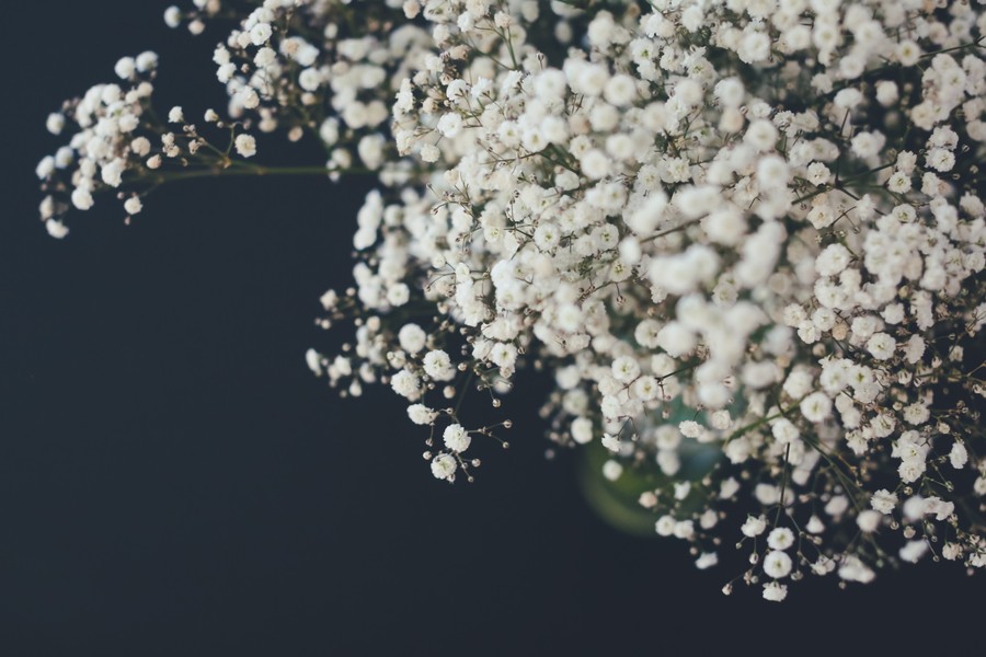 White Elegance: Delicate Baby's Breath Bloom Against Midnight