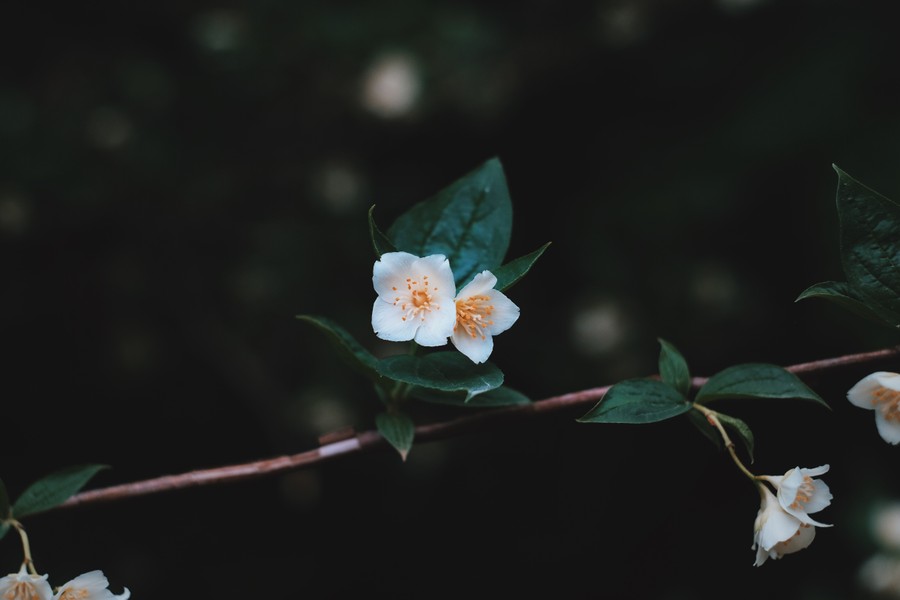 White Blossoms and Brown Stem