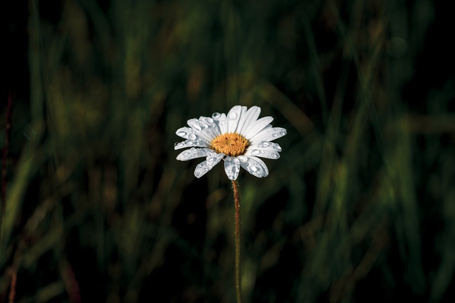 Glistening Dewdrops on Enchanting White Flower