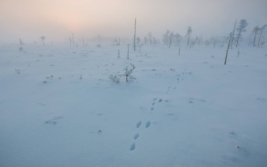 Winter's Silent Footsteps