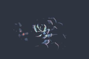 Abstract Floral Bloom - Cute Wallpaper