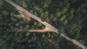 Aerial Divide: Serene Wilderness Road Through Forest Canopy - Cute Wallpaper