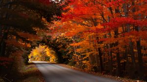 Autumn Alley Illuminated: A Path of Golden Vines - かわいい壁紙