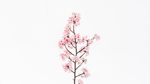 Blossom Serenity - 可爱壁纸