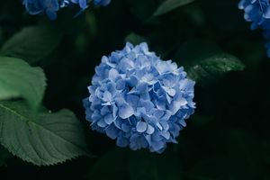 Blue Hydrangea Bloom - Cute Wallpaper