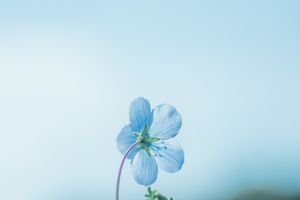 Celestial Bloom in Serene Sky - Cute Wallpaper