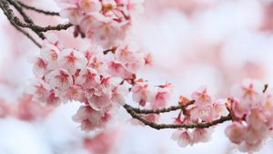 Cherry Blossom Serenity: Delicate Pink Buds Adorning a Branch - Niedliches Hintergrundbild