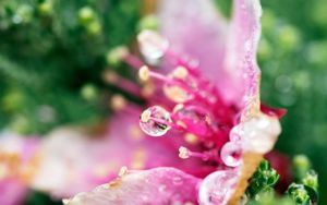Dewdrop Bloom - Cute Wallpaper