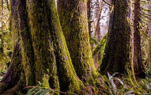 Emerald Forest Embrace - Cute Wallpaper