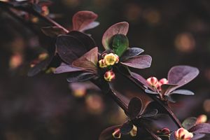 Ethereal Crimson: Delicate Blossom in Nature's Veil - かわいい壁紙