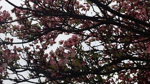 Ethereal Pink Blossom Dreamscape - Niedliches Hintergrundbild