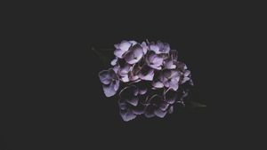 Ethereal Purple Bloom: A Study in Contrast - Cute Wallpaper