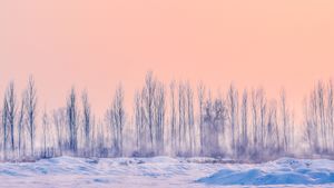 Ethereal Winter Forest Landscape - 귀여운 배경화면