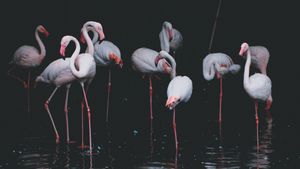 Flamingo Gathering - Cute Wallpaper