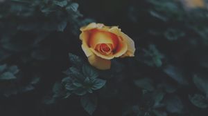 Golden Bloom - かわいい壁紙