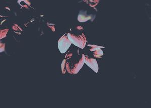 Luminous Bloom in the Cosmos - 귀여운 배경화면