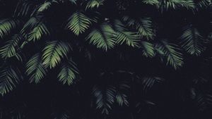 Lush Green Leaves in Dark Sanctuary - Cute Wallpaper