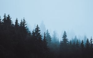 Misty Pine Forest: Serene Nature Wallpaper with Gradient Elegance - Cute Wallpaper