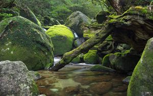 Moss-Kissed Tranquility: A Hidden Forest Oasis - Niedliches Hintergrundbild