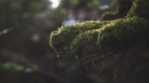 Mossy Morning Serenity - Cute Wallpaper
