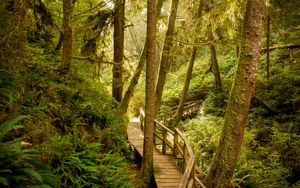 Mossy Whisper: Serenity Amongst the Canopy - Cute Wallpaper