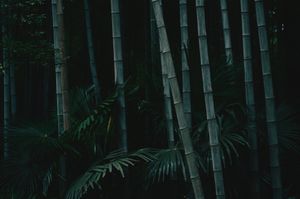 Mysterious Bamboo Grove - Cute Wallpaper