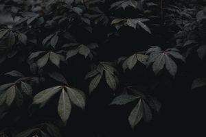 Mysterious Dark Leaves with Morning Dew - Cute Wallpaper