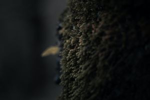 Mysterious Mossy Texture in the Night - Cute Wallpaper