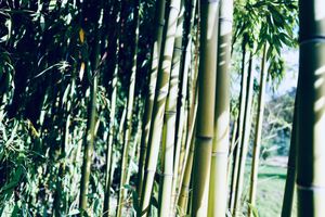 Serene Bamboo Grove: Sunlit Tranquility in Nature’s Embrace - Cute Wallpaper