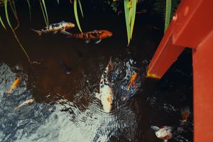 Serene Koi Pond with Vibrant Fish - Cute Wallpaper