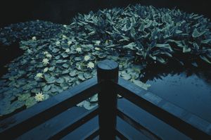 Serene Water Lily Reflections - Niedliches Hintergrundbild