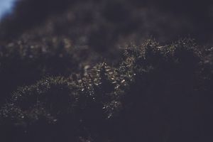 Shadows of the Untamed Wilderness - 귀여운 배경화면