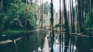 Submerged Forest Reflection - Fond d'écran mignon