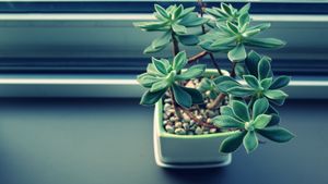 Succulent Serenity: A Minimalist Green Escape - Cute Wallpaper