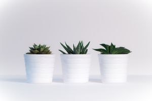 Trio of Tranquility: Minimalist Succulent Elegance - Cute Wallpaper