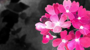 Vivid Pink Blooms in Monochrome Contrast - Cute Wallpaper