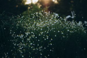 Whispers of Dawn: Ethereal Wildflowers in Soft Glow - Niedliches Hintergrundbild