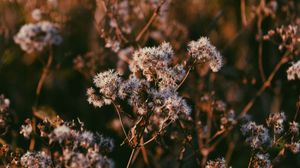Whispers of Dusk: Ethereal White Blooms in Soft Focus - Fond d'écran mignon