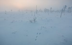 Winter's Silent Footsteps - Fond d'écran mignon